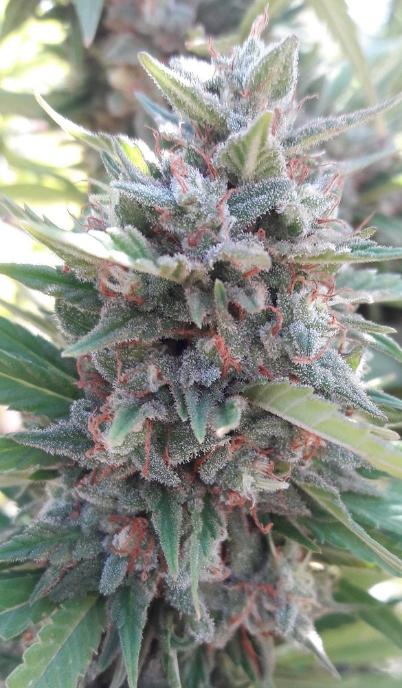 Kali China Ace Seeds outdoor