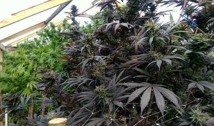 Kali China Ace Seeds whole plant