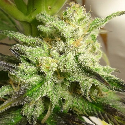 Kali China Ace Seeds bud