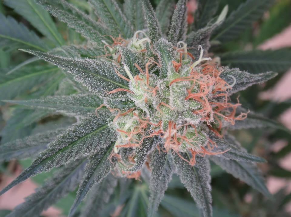 Kali China Ace Seeds Bud