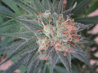 Kali China Ace Seeds Bud