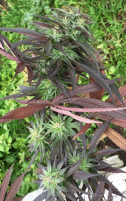 Kali China Ace Seeds plant