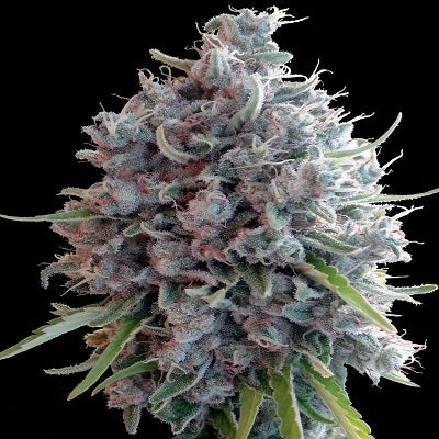 Killer A5 Haze Regulär
