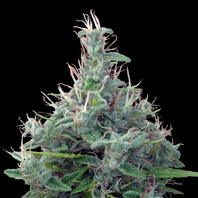 Lebanese Hashplant ACE Seeds
