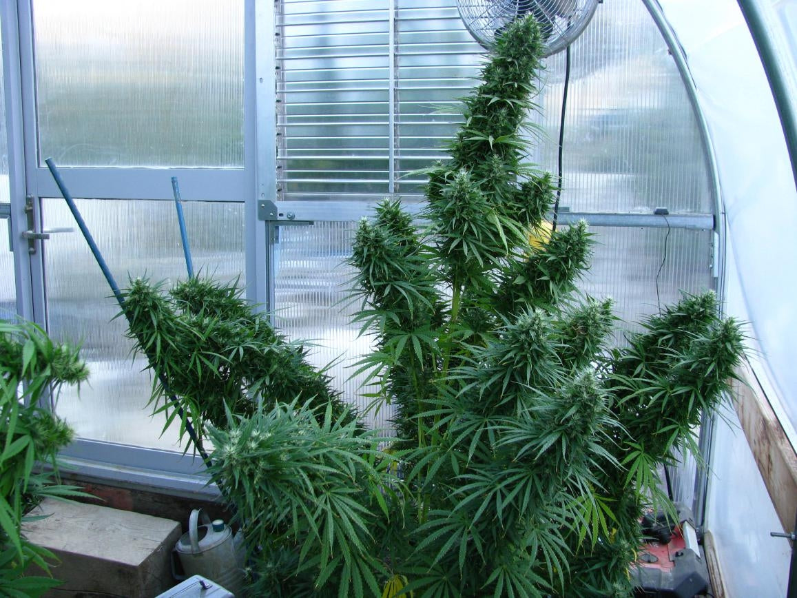 Lebanese Hashplant Outdoor whole plant  ACE Seeds