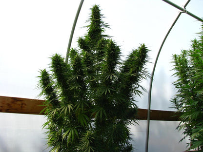 Lebanese Landrace Outdoor ACE Seeds