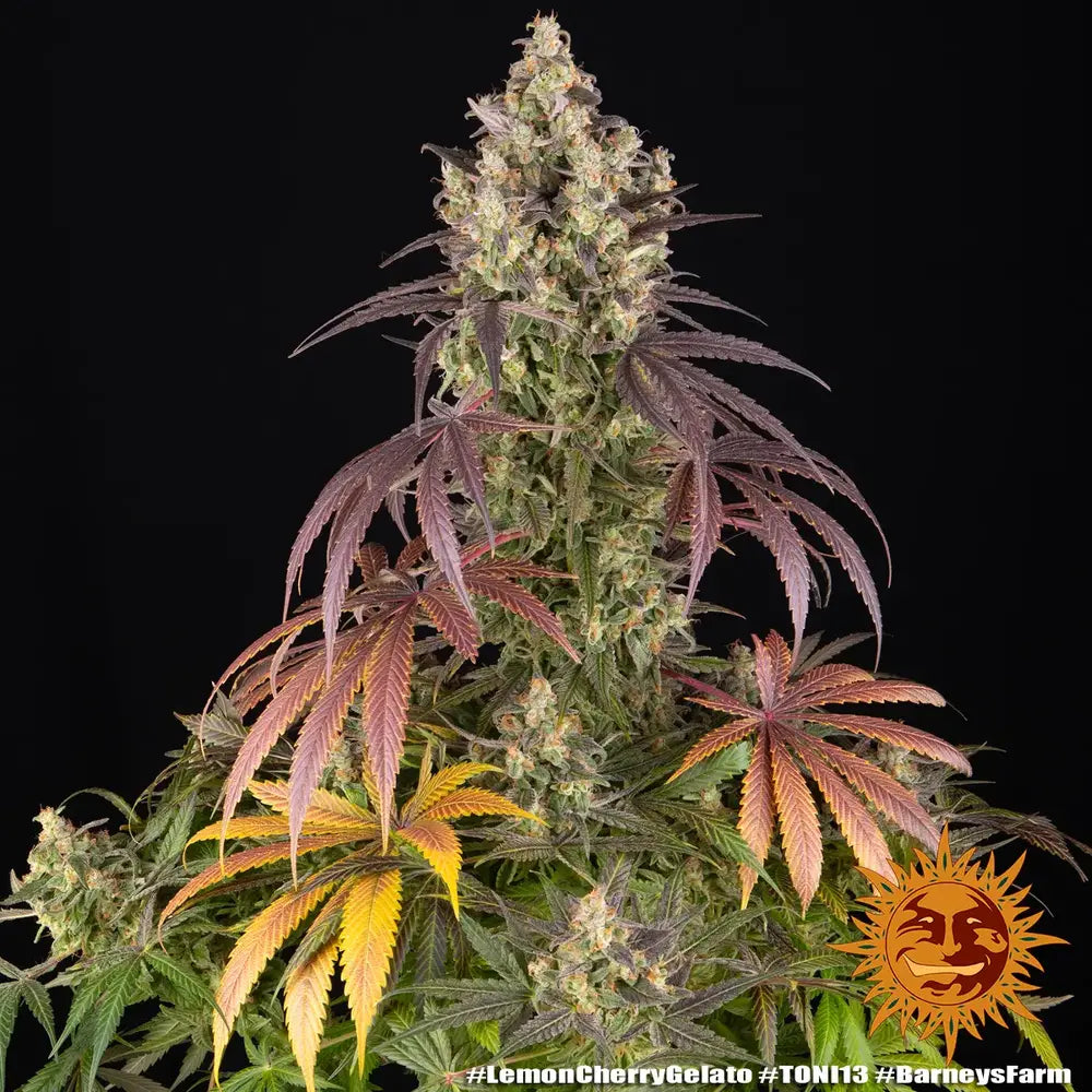 Lemon Cherry Gelato ganze Pflanze in der Blüte - Backpackboyz x Barneys Farm