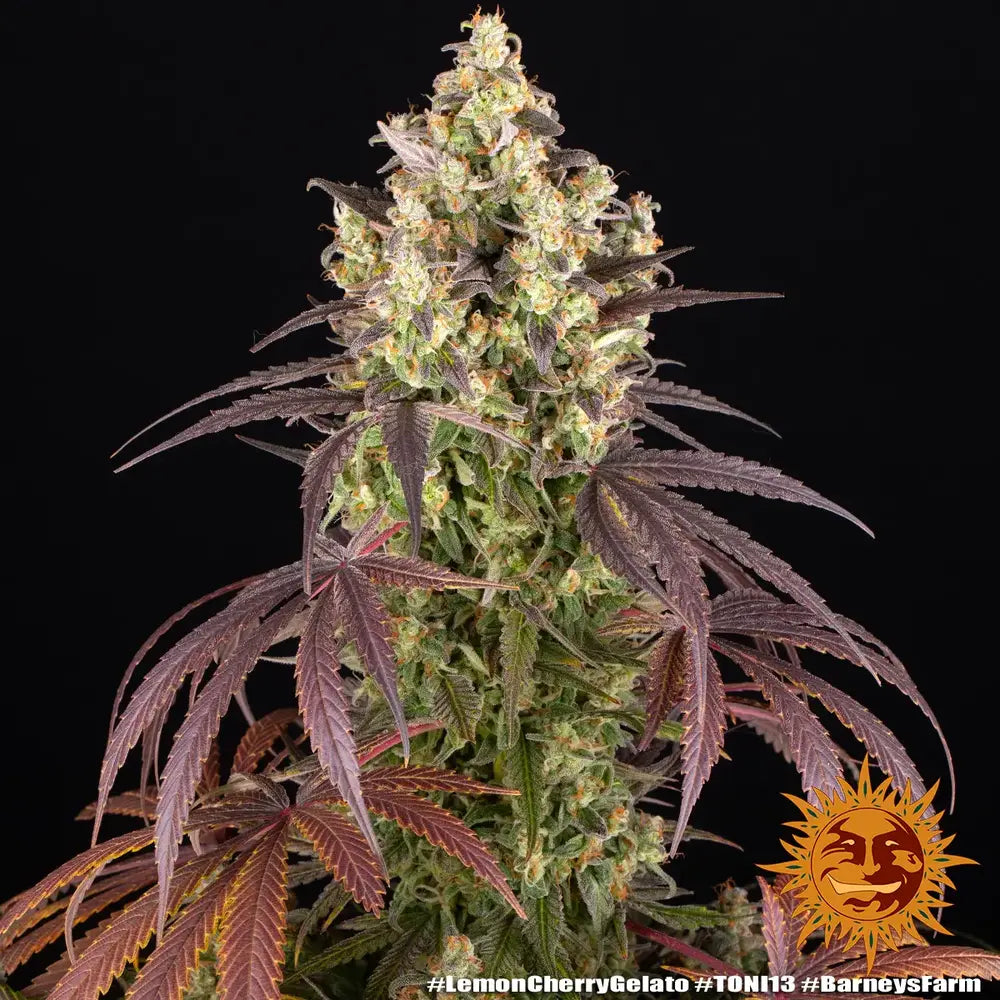 Lemon Cherry Gelato - Backpackboyz x Barneys Farm