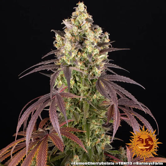 Lemon Cherry Gelato - Backpackboyz x Barneys Farm