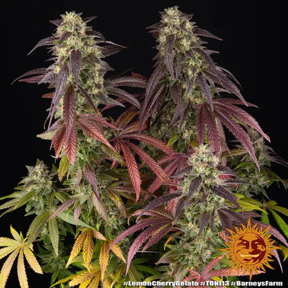 Lemon Cherry Gelato Headbuds - Backpackboyz x Barneys Farm