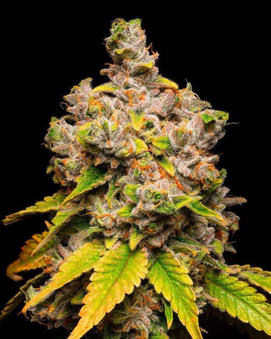 Lemon Cherry Sherb Cookies Seeds