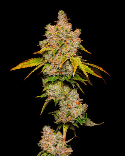 Lemon Cherry Sherb  Bud
