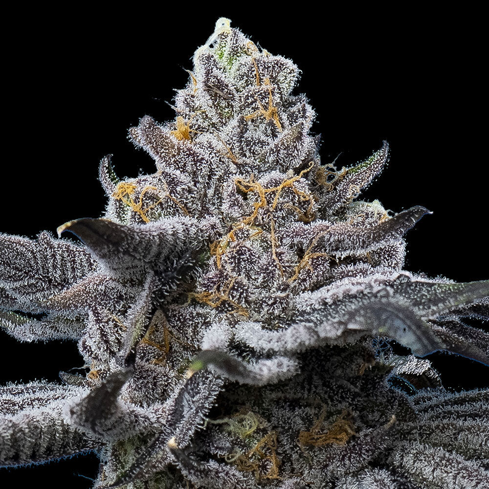 LFG Bud Barneys Farm