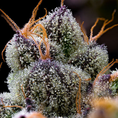 LFG Bud Nahaufnahme Barneys Farm