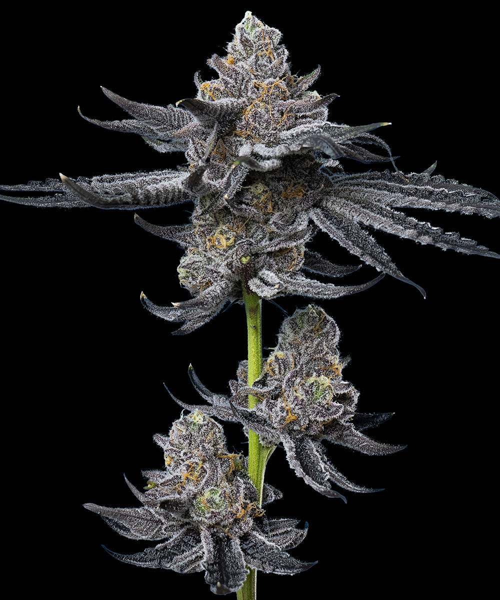 LFG Headbud Barneys Farm
