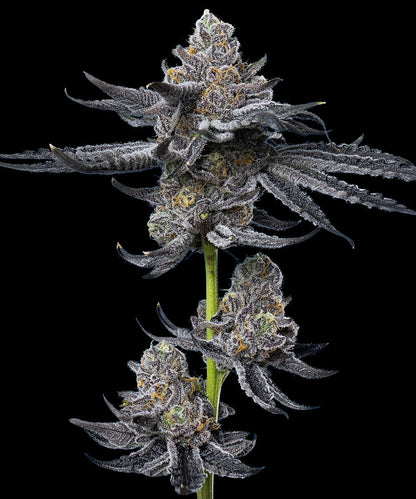 LFG Headbud Barneys Farm