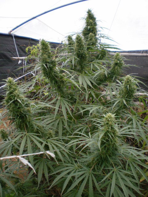 malawi outdoor