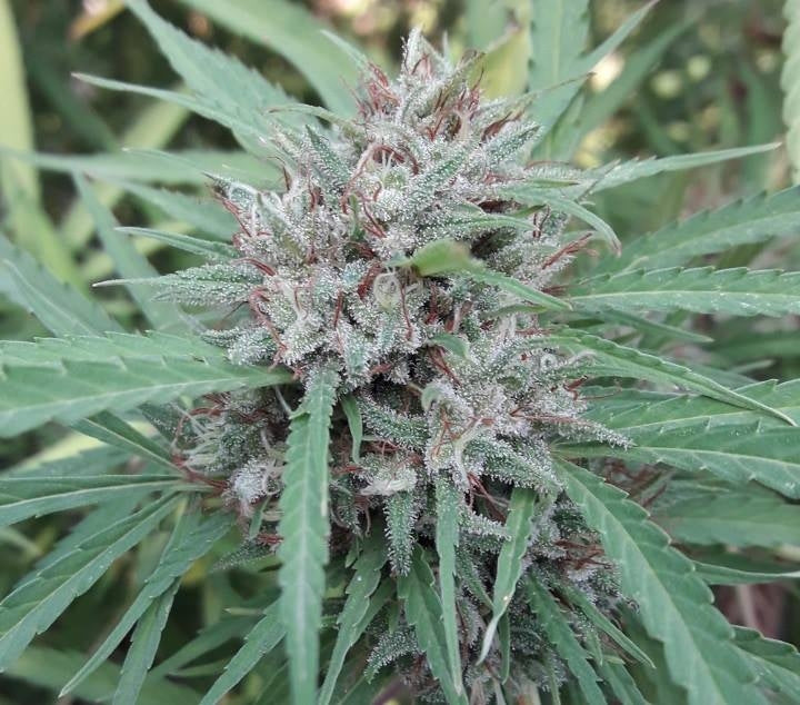 malawi bud