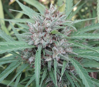 malawi bud