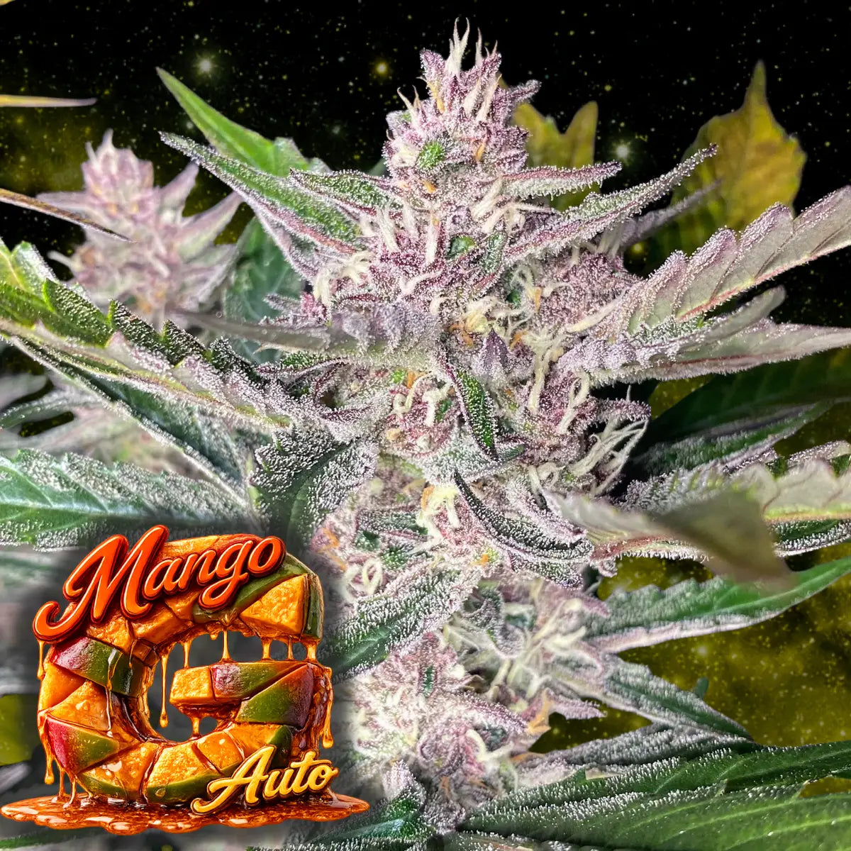 Mango G Auto
