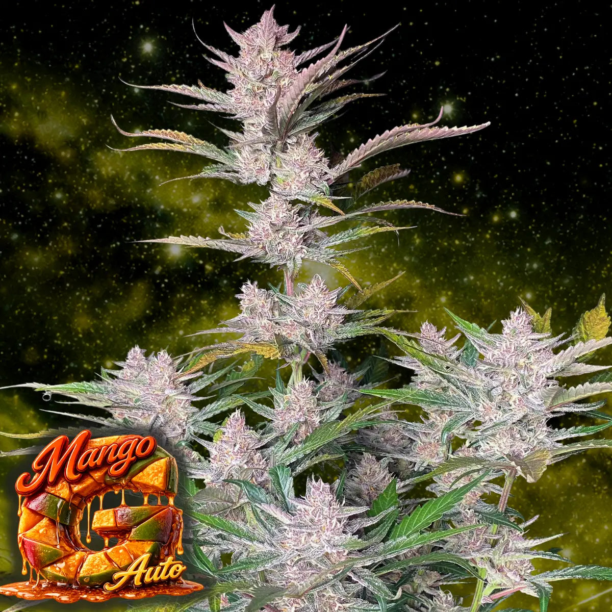Mango Auto Bild 2 von Good Genetix