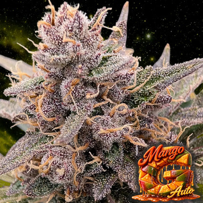 Mango Auto von Good Genetix Bild 3 Bud Nahaufnahme
