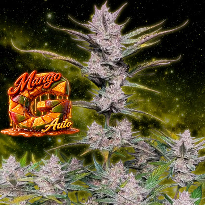Mango Auto von Good Genetix Bild 4