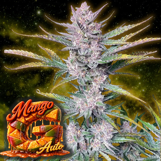 Mango Auto von Good Genetix Front