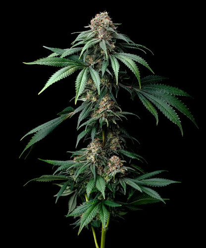 Mendo Breath von Barneys Farm - ganze Pflanze in der Blüte vor dunklem Hintergrund