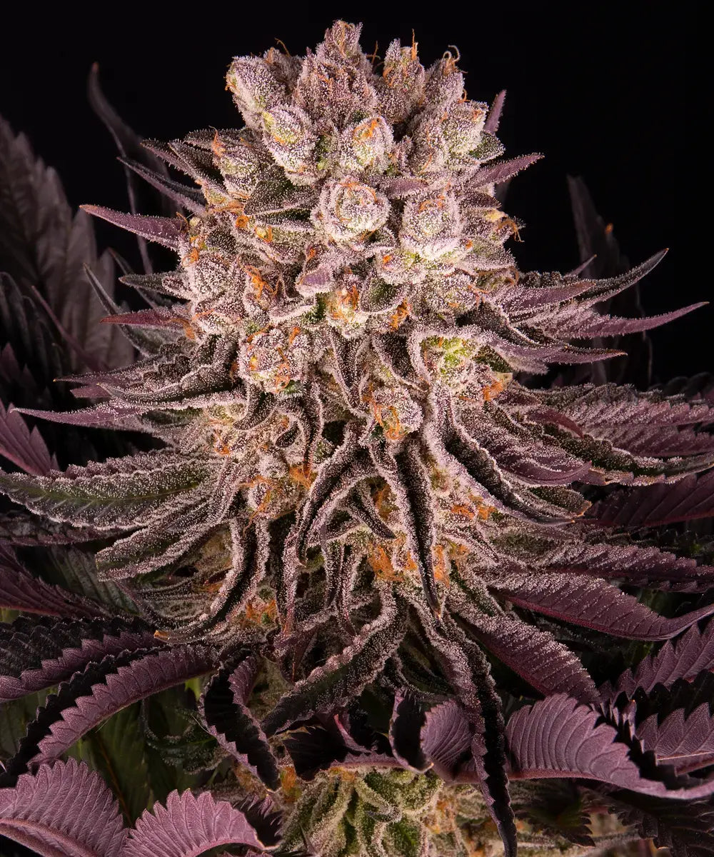 Mimosa x Orange Punch Feminisiert