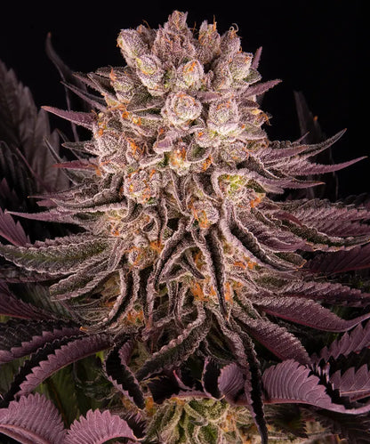 Mimosa x Orange Punch Feminisiert