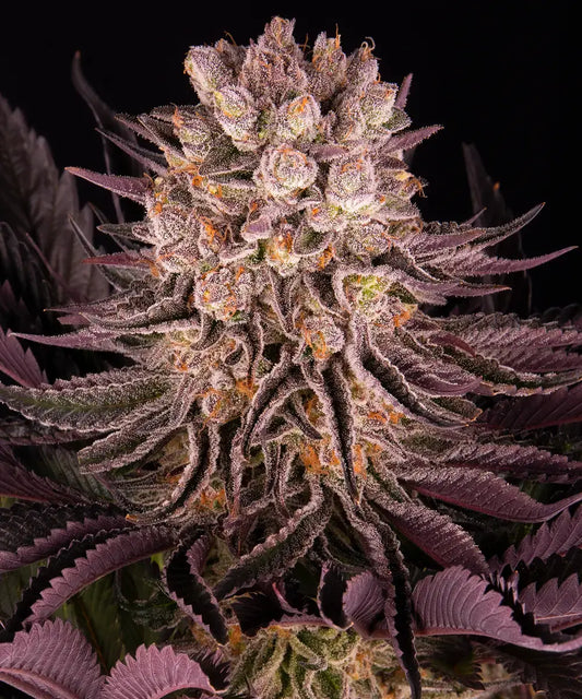 Mimosa x Orange Punch Feminisiert