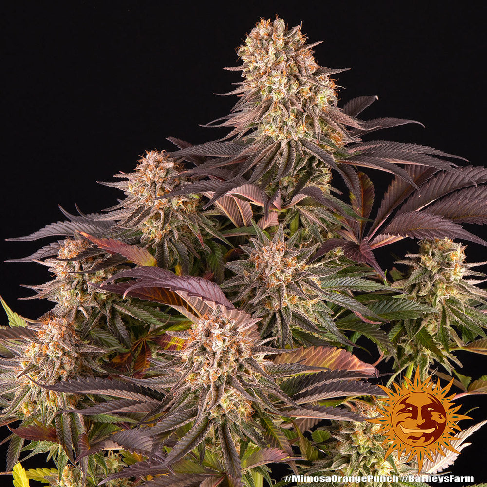 Mimosa x Orange Punch Feminisiert 1