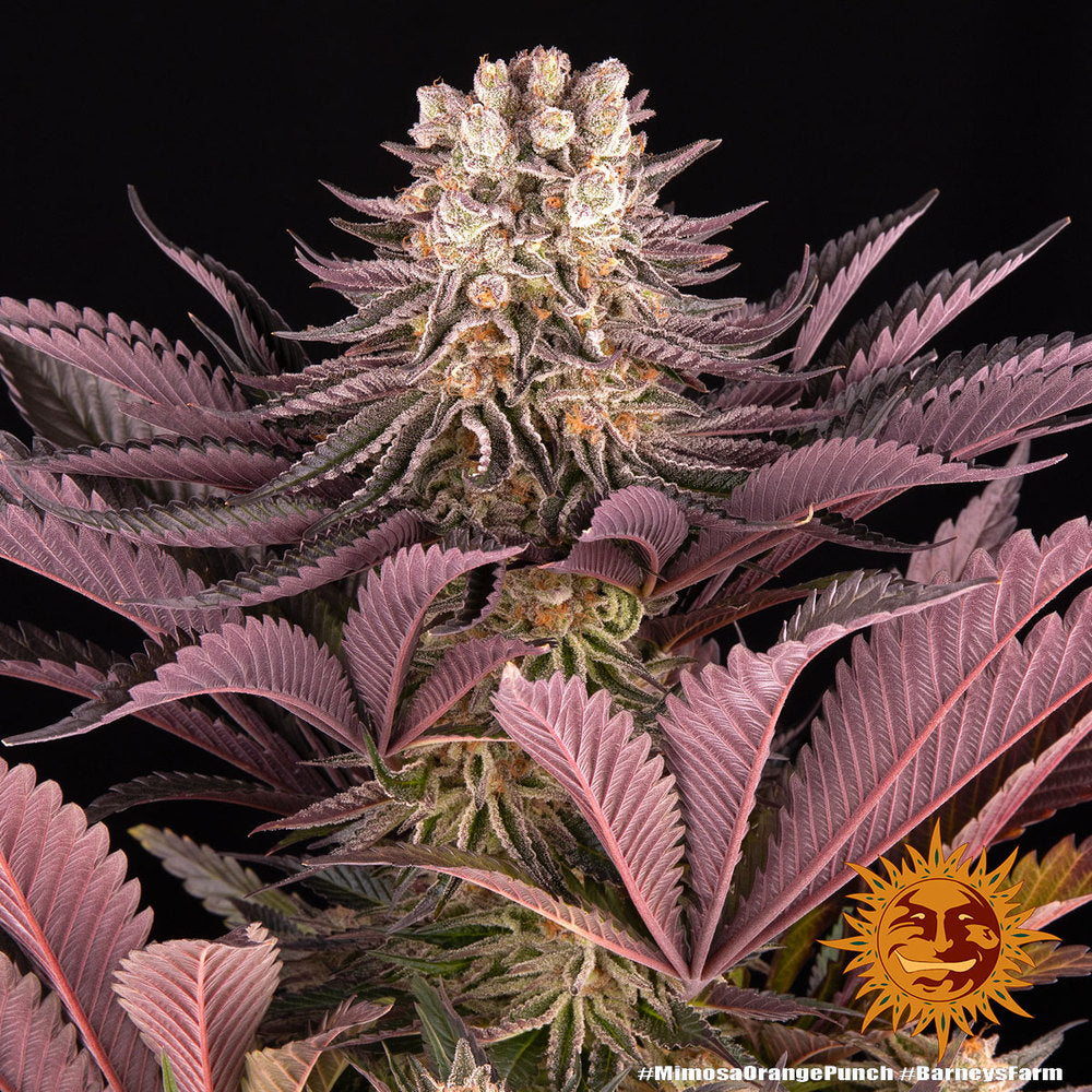 Mimosa x Orange Punch Feminisiert 2