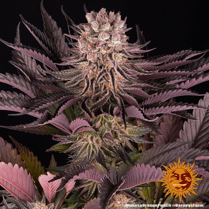 Mimosa x Orange Punch Feminisiert 3