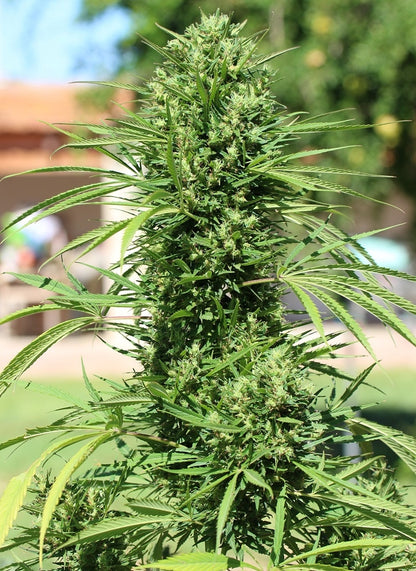 morocco beldia kif headbud 3