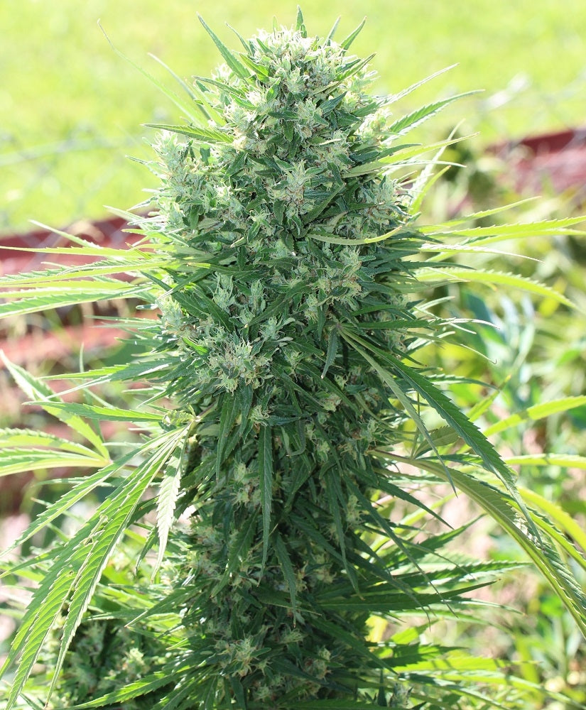 morocco beldia kif headbud 3