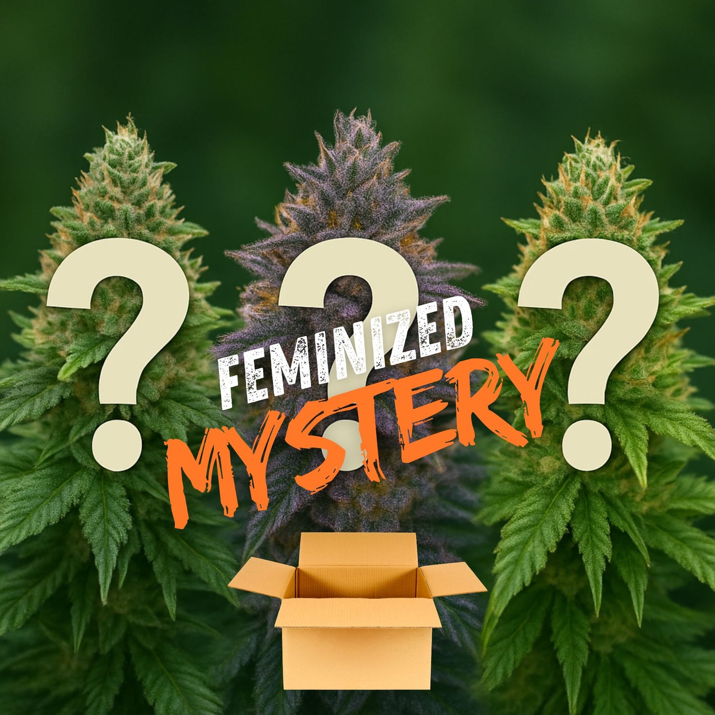 Feminized Mystery Box
