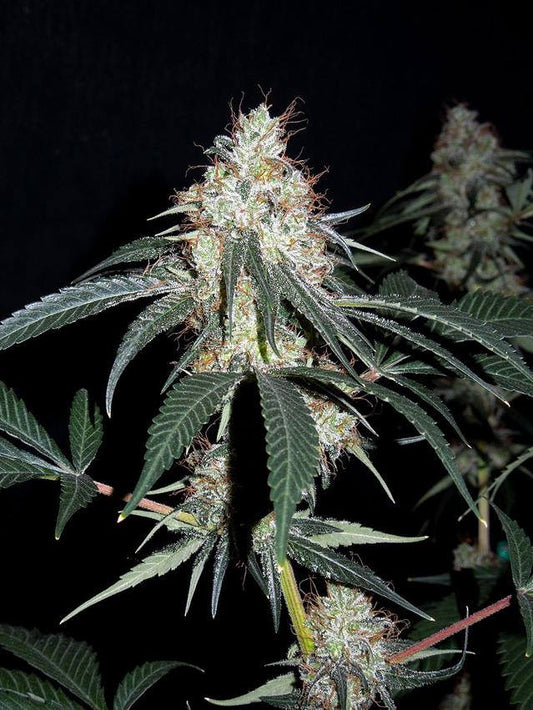 Nepal Jam Headbud