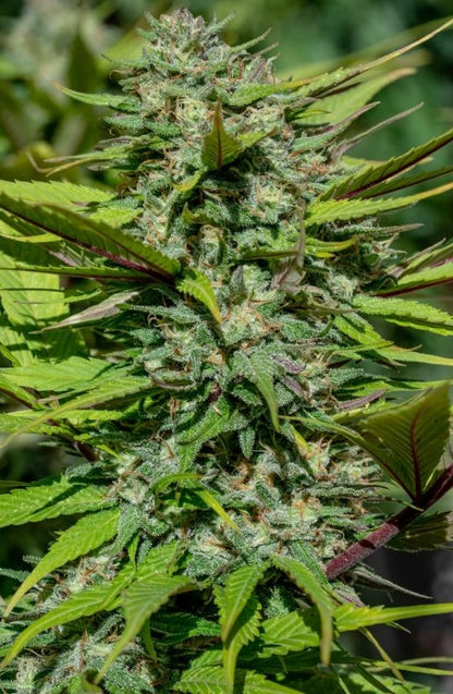 Nepal Jam Outdoor