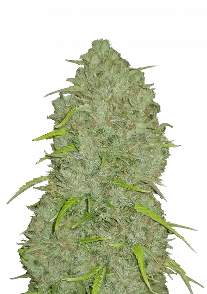 Original Jack Herer Auto Transparent