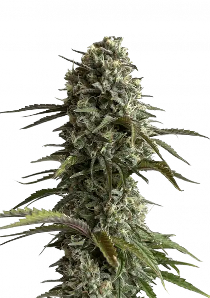 Original Skunk Auto Front Ansicht