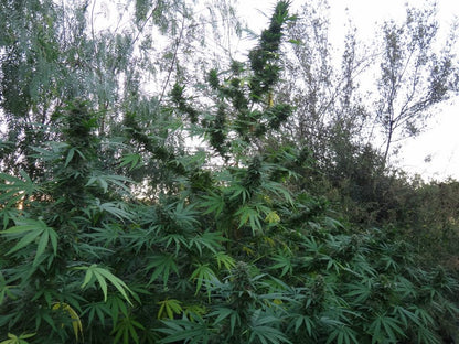 Panama Red Landrasse komplette Pflanze 3 Meter hoch Outdoor von ACE Seeds 