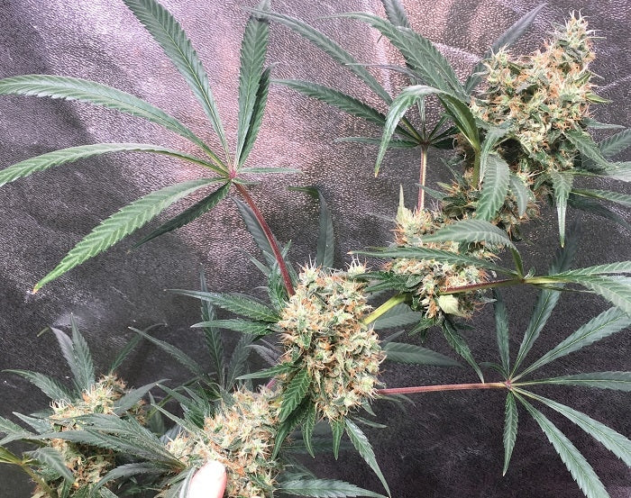 Panama Bangazi Haze feminisiert blüte
