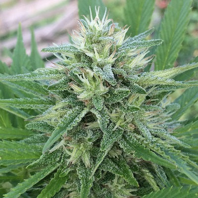 Panama Bangazi Haze feminisiert
