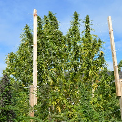 Panama Bangazi Haze feminisiert outdoor ernte