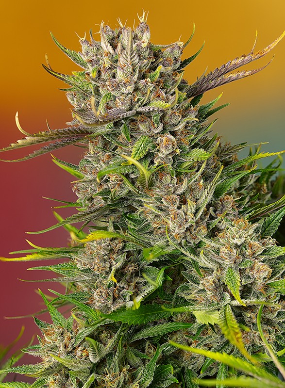 Papays Zoap Auto Head Bud