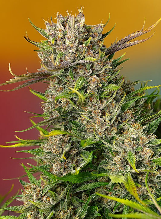 Papays Zoap Auto Head Bud