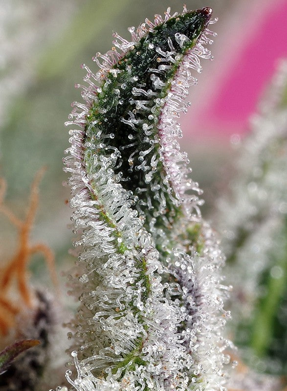 Papays Zoap Auto Trichome Nahaufnahme