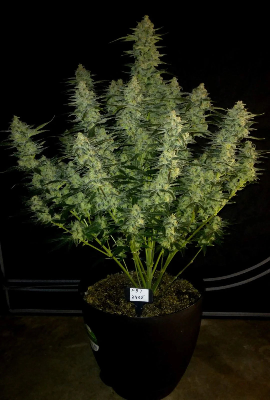 papaya_cookies_auto_6